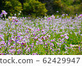 薰衣草田 62429947