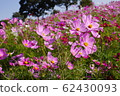 美麗的粉紅色波斯菊 62430093