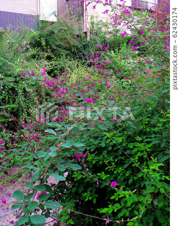 紫ha花 紫ha花 62430174