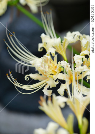 白色簇狀孤挺花 62430195