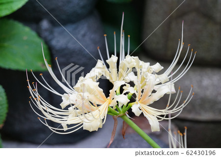 White cluster amaryllis 62430196