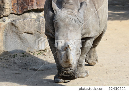 Southern white rhino horn Southern white rhino horn 62430221