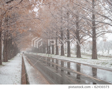 Abnormal weather autumn leaves and snow scene 62430373