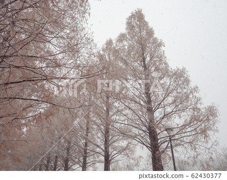 Abnormal weather autumn leaves and snow scene 62430377