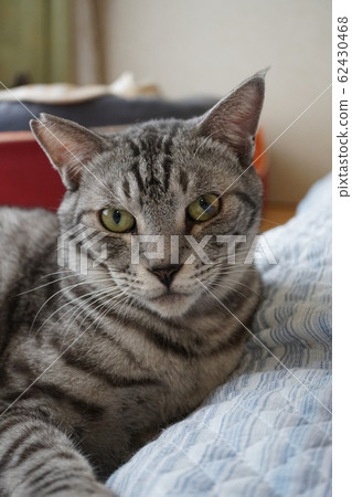Sabbat cat Sabbat cat 62430468