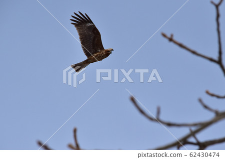 Tonbi flapping 62430474