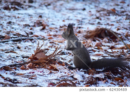 Early winter squirrel standing on the ground 62430489