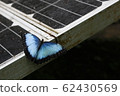 Blue morpho butterfly from Costa Rica perched on a 62430569