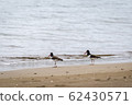Birds of Costa Rica, American oystercatcher 62430571