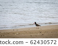 Birds of Costa Rica, American oystercatcher 62430572