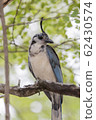 Costa Rican birds, White-throated magpie-jay 62430574