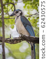 Costa Rican birds, White-throated magpie-jay 62430575