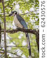 Costa Rican birds, White-throated magpie-jay 62430576