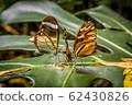 groups of butterflies of the ithomiinae family 62430826