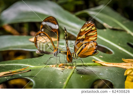 groups of butterflies of the ithomiinae family groups of butterflies of the ithomiinae family 62430826