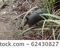 Nine-banded armadillo, Dasypus novemcinctus in 62430827