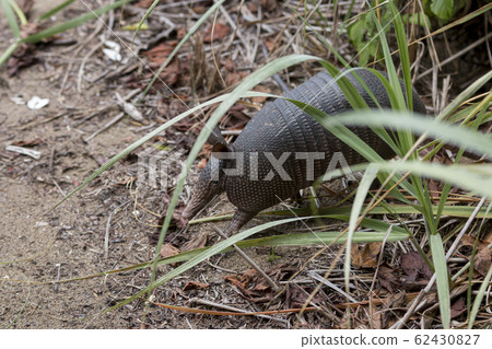 Nine-banded armadillo, Dasypus novemcinctus in 62430827
