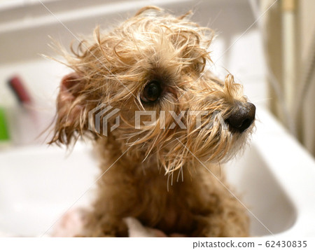 Small dog after bath Small dog after bath 62430835