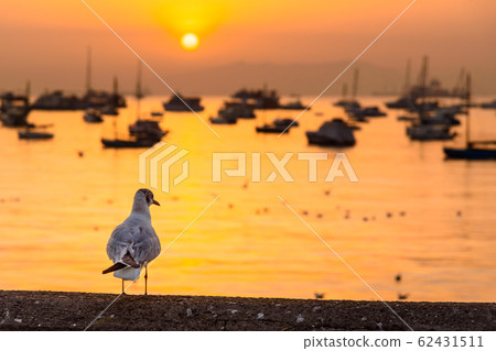 Seagull on waterfront of Arabian Sea on sunrise. Seagull on waterfront of Arabian Sea on sunrise. 62431511