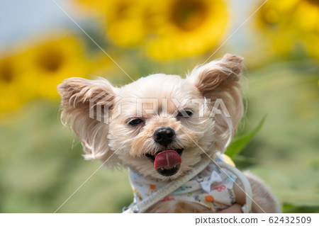 Dog and sunflower Dog and sunflower 62432509