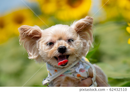 Dog and sunflower Dog and sunflower 62432510