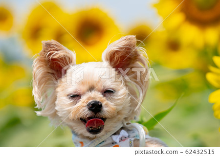 Dog and sunflower 62432515