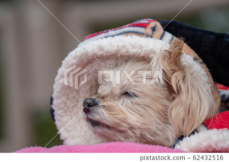 Relaxingly wanko Relaxingly wanko 62432516