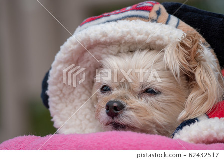 Relaxingly wanko 62432517