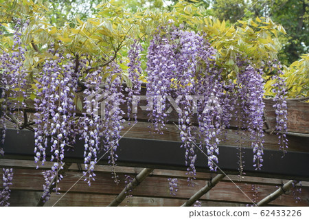 Wisteria 62433226