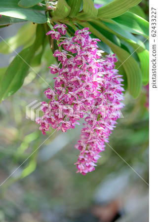 rhynchostylis orchids from Suwannaphumorchid rhynchostylis orchids from Suwannaphumorchid 62433227