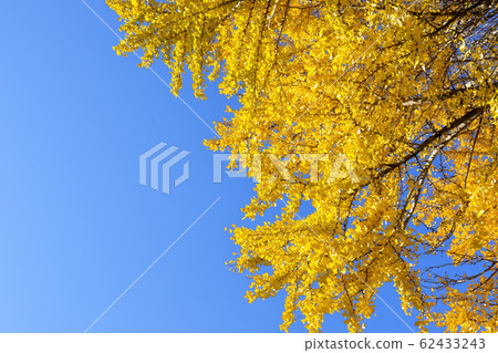 Yellow leaves of ginkgo biloba Yellow leaves of ginkgo biloba 62433243