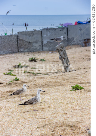 seagulls on wild sea beach 62433280
