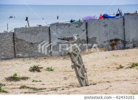 seagulls on wild sea beach 62433281