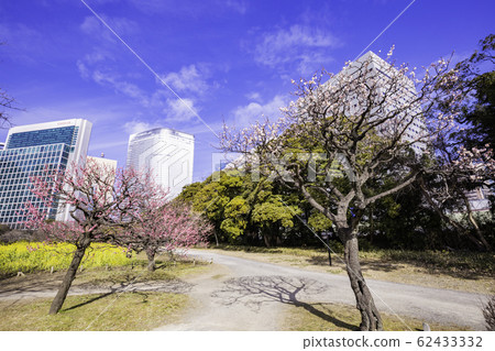 （東京）梅花和油菜花，濱Ham花園和摩天大樓 62433332