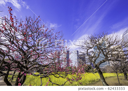 (東京)梅花和油菜花,濱Ham花園和摩天大樓 (東京)梅花和油菜花,濱Ham花園和摩天大樓 62433333