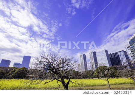 (Tokyo) Plum and rape blossoms, Hamarikyu Gardens and skyscrapers (Tokyo) Plum and rape blossoms, Hamarikyu Gardens and skyscrapers 62433334