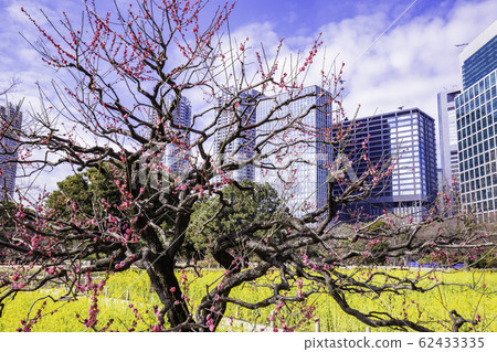 (Tokyo) Plum and rape blossoms, Hamarikyu Gardens and skyscrapers (Tokyo) Plum and rape blossoms, Hamarikyu Gardens and skyscrapers 62433335