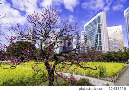 (Tokyo) Plum and rape blossoms, Hamarikyu Gardens and skyscrapers (Tokyo) Plum and rape blossoms, Hamarikyu Gardens and skyscrapers 62433336