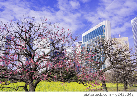 (Tokyo) Plum and rape blossoms, Hamarikyu Gardens and skyscrapers (Tokyo) Plum and rape blossoms, Hamarikyu Gardens and skyscrapers 62433342
