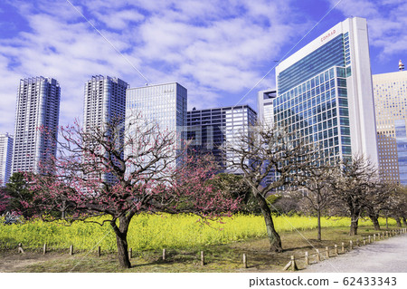 (Tokyo) Plum and rape blossoms, Hamarikyu Gardens and skyscrapers (Tokyo) Plum and rape blossoms, Hamarikyu Gardens and skyscrapers 62433343