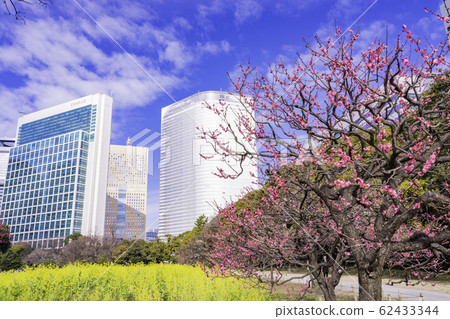 (Tokyo) Plum and rape blossoms, Hamarikyu Gardens and skyscrapers (Tokyo) Plum and rape blossoms, Hamarikyu Gardens and skyscrapers 62433344