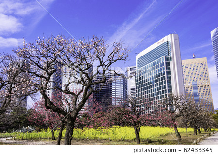 （東京）梅花和油菜花，濱Ham花園和摩天大樓 62433345