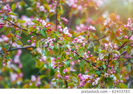 Fresh pink flowers of a blossoming apple tree Fresh pink flowers of a blossoming apple tree 62433783