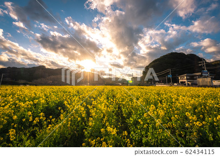 南伊豆町日野油菜田“南櫻花和油菜花祭” 南伊豆町日野油菜田“南櫻花和油菜花祭” 62434115