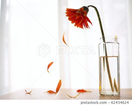 花瓣散落的橙色非洲菊 花瓣散落的橙色非洲菊 62434624