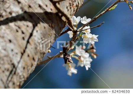 Blooming Wushe Sakura in Taiwan 62434630