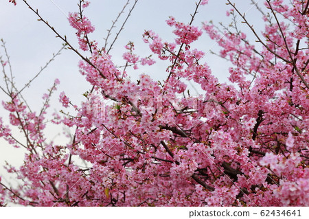 Kawazu cherry tree Kawazu cherry tree 62434641