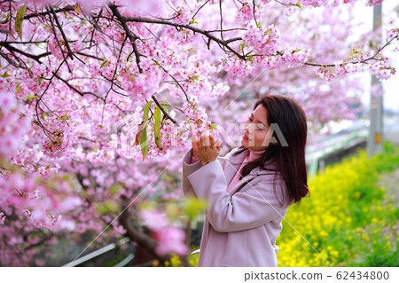 Kawazu cherry tree 62434800