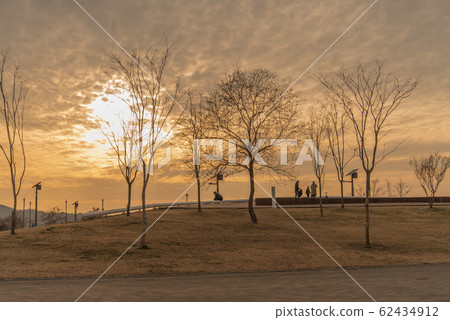 在樹林裡發光 62434912