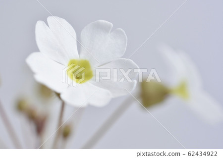 報春花 62434922